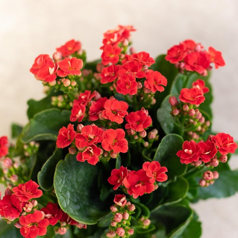 Organic Red Kalanchoe Humilis Plant Seeds for Planting  Heirloom, Non-GMO 100