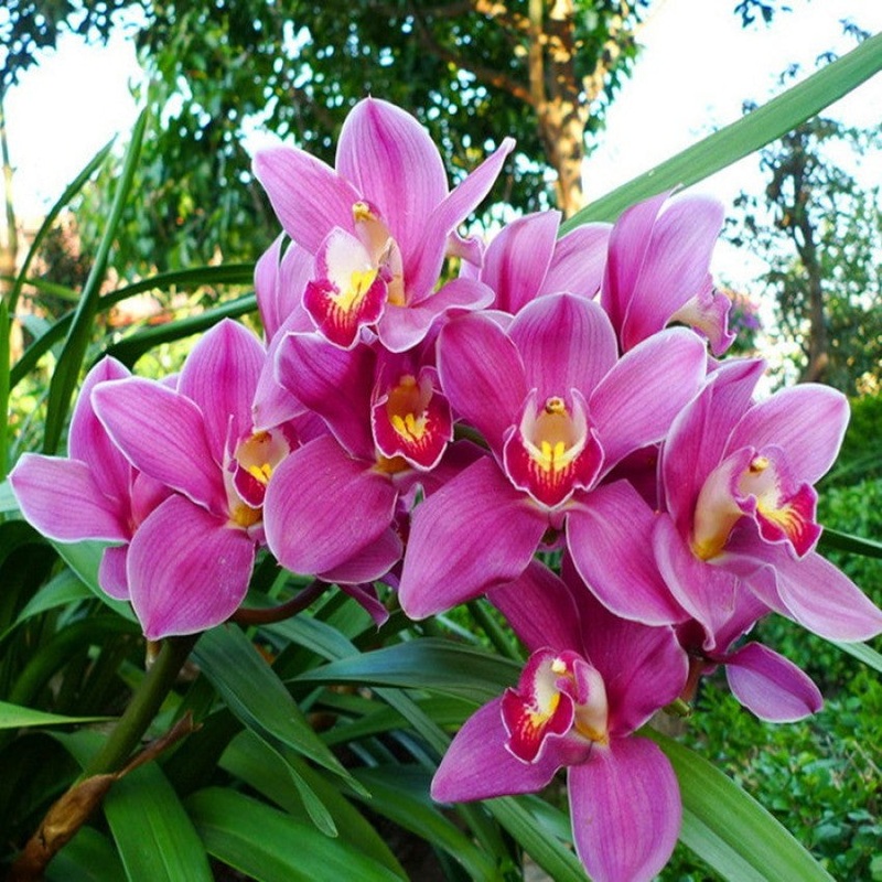 Pale Pink Phalaenopsis Orchid Seeds  Heirloom Non-GMO Flower Seeds for Planting 100