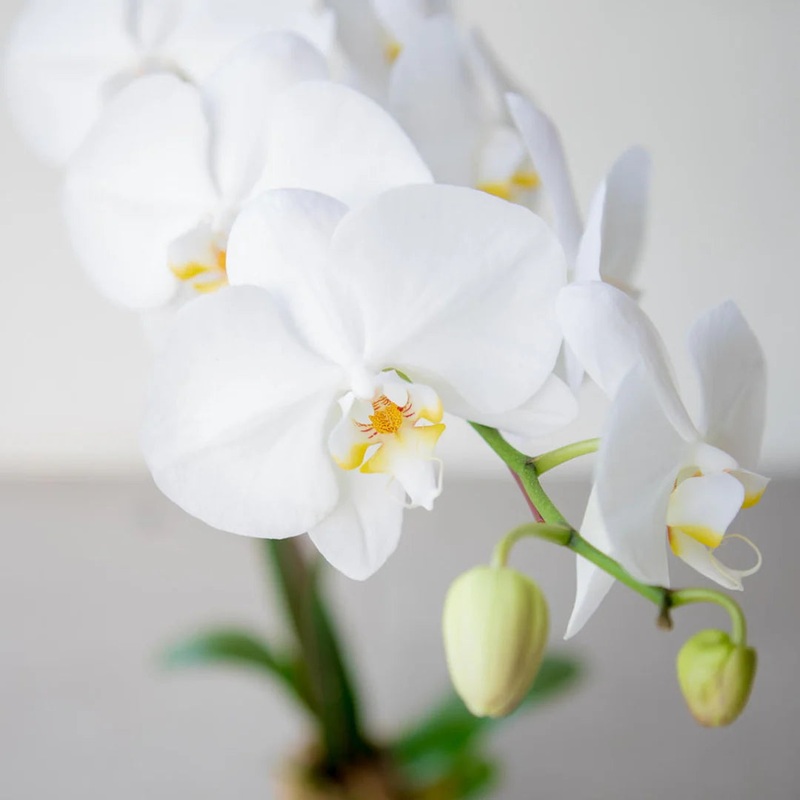 Phalaenopsis Orchid Flower Seeds, Heirloom, Non-GMO Exotic Indoor Bloom Seeds for Planting 100