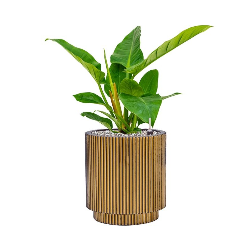 Philodendron `Imperial Green’ in Capi Nature Groove Office Plant With Pot 52cm Height 21cm Dia
