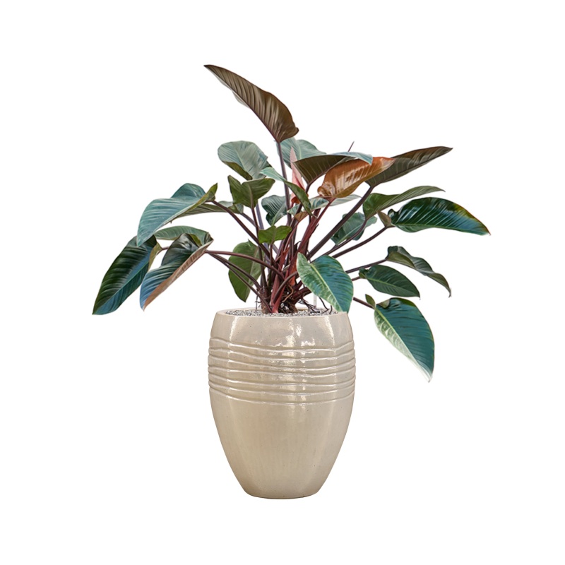 Philodendron ‘Red Beauty’ in Traces Office Plant With Pot 126cm Height 30.5cm Dia
