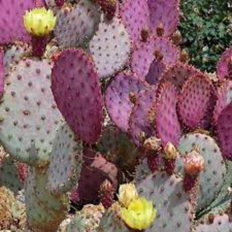 Pink Opuntia Chlorotica Planting Seeds for Garden – Heirloom Seeds for Home Garden, GMO Free Seeds 100