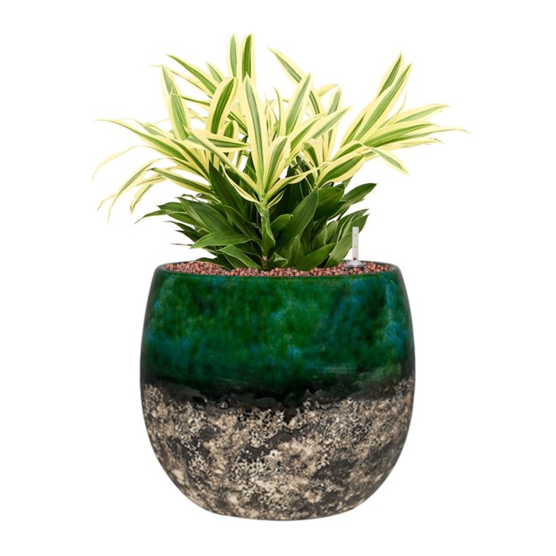 Pleomele (Dracaena) reflexa ‘Song of Sri Lanka’ in Lindy Office Plant With Pot 46cm Height 23cm Dia