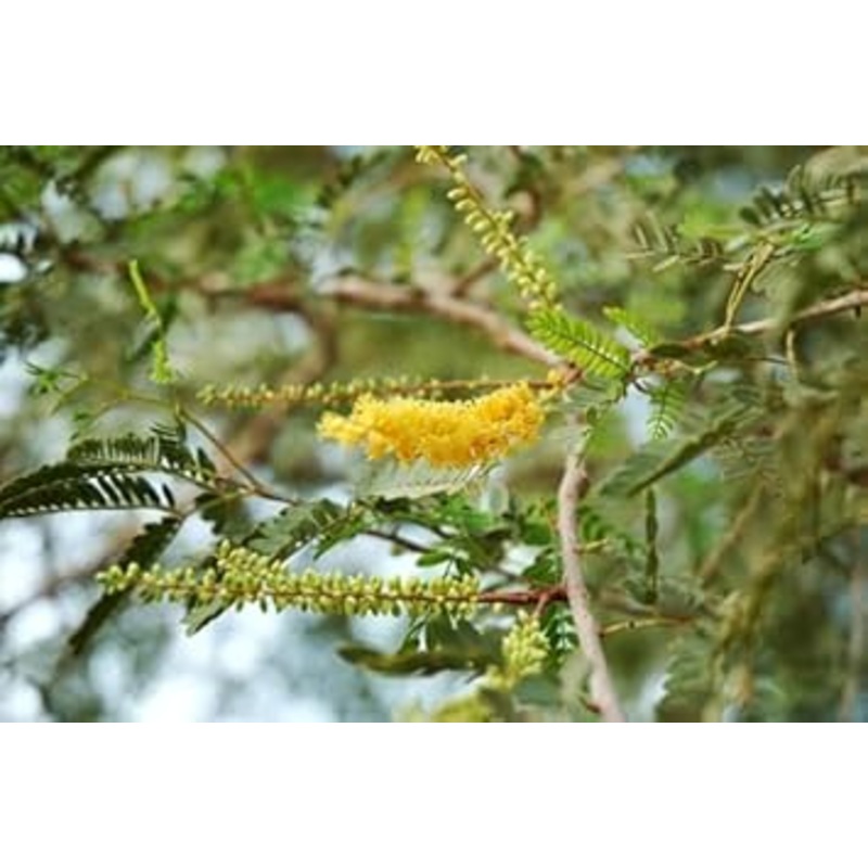 Prosopis Cineraria Tree Seeds for Planting -NON GMO Seeds 100