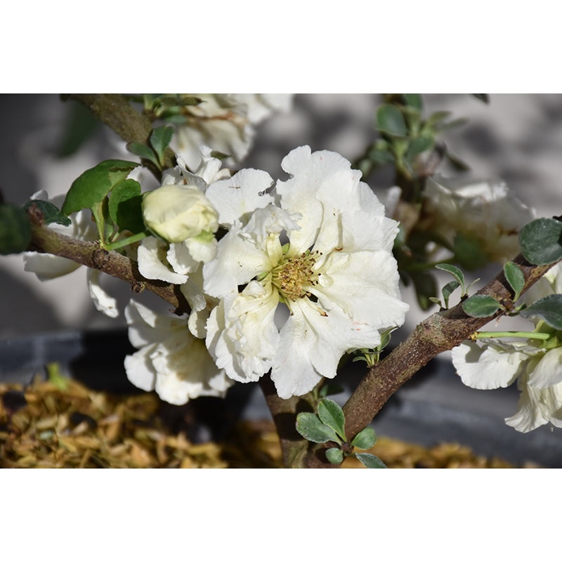 Quince-Double Take Eternal White 3C