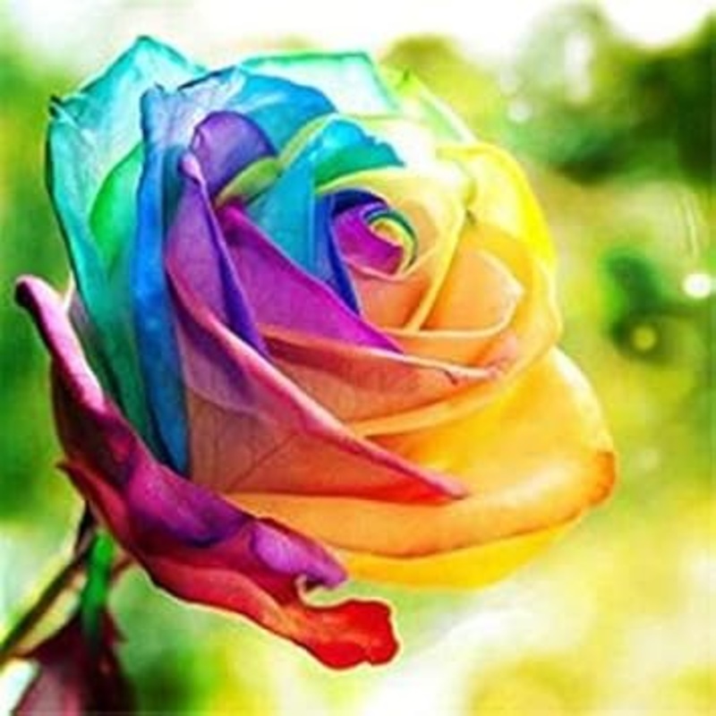 Rainbow Rose Plant Seeds for Garden – Heirloom Non-GMO Seeds for Planting and Growing 100