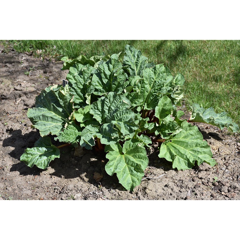 Rhubarb-Chipmans Canada Red 1C