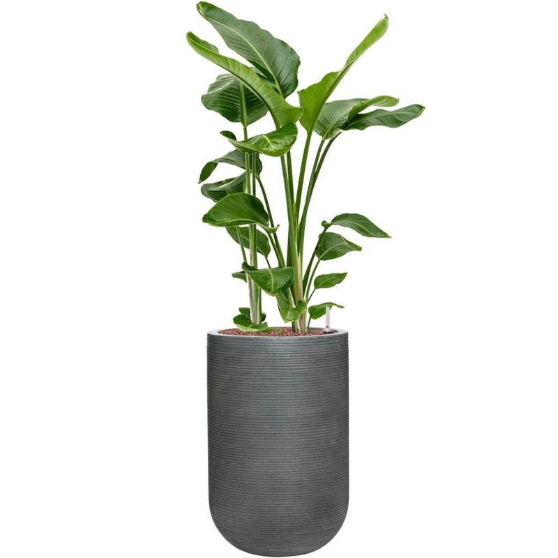 Strelitzia nicolai in Ridged Horizontally Office Plant With Pot 136cm Height 33cm Dia