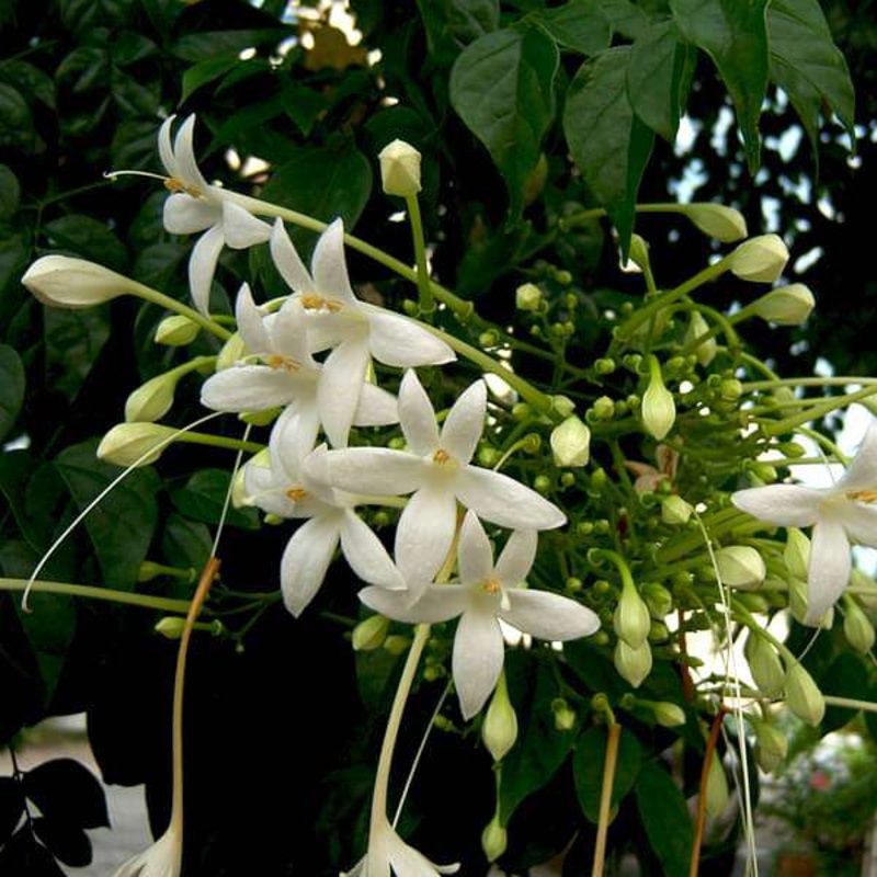 Tree Jasmine, Millingtonia Hortensis – Plant
