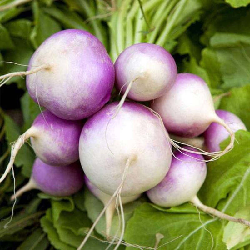 Turnip Imported, Turnip Purple Top – Vegetable Seeds