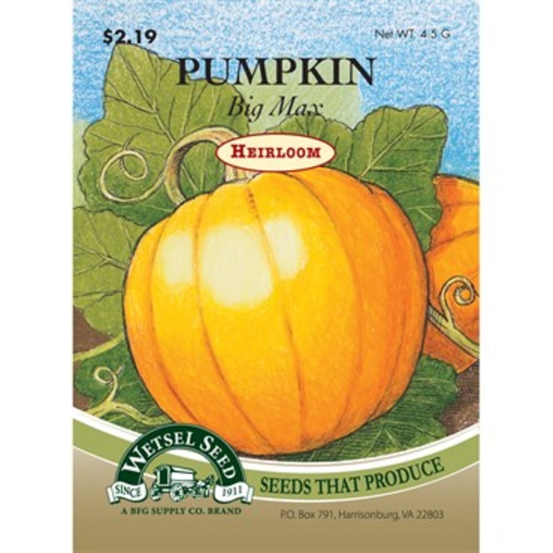 Wetsel Seed Heirloom Pumpkin – Big Max