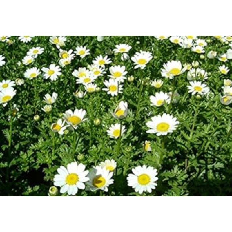 White Paludosum Flower Seeds for Planting 100 100