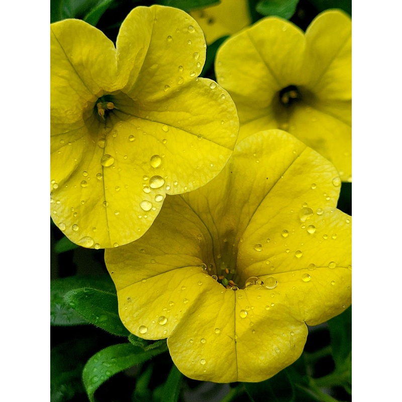 Yellow Petunia Flower Seeds for Planting – Heirloom, NON-GMO, Easy to Grow Garden Blooms 100