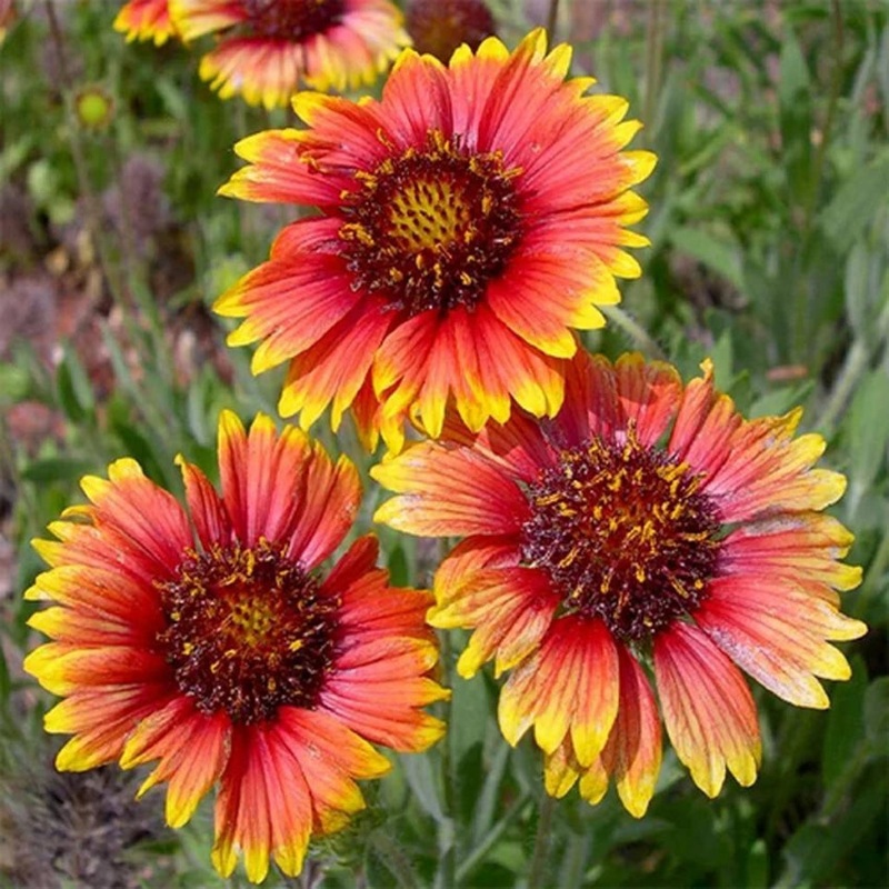 Yellow Red Aristata Flower Seeds for Planting – NON GMO Seeds 100