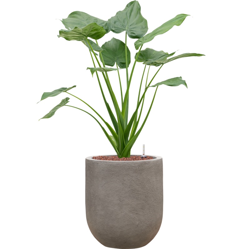 Alocasia cucullata in Baq Nucast Office Plant With Pot 92cm Height 24cm Dia