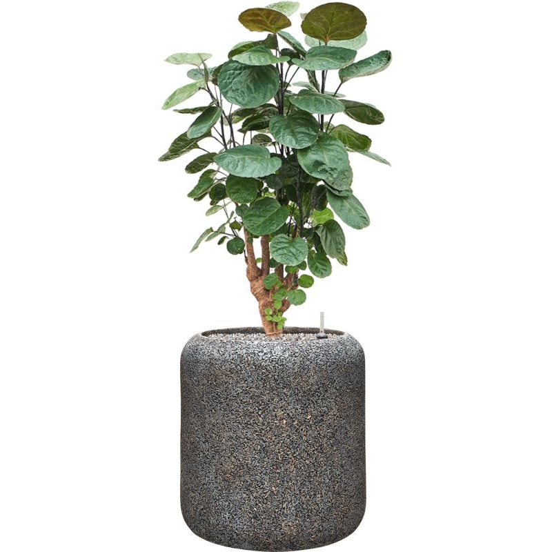 Aralia (Polyscias) ‘Fabian’ in Baq Naturescast Office Plant With Pot 98cm Height 27cm Dia