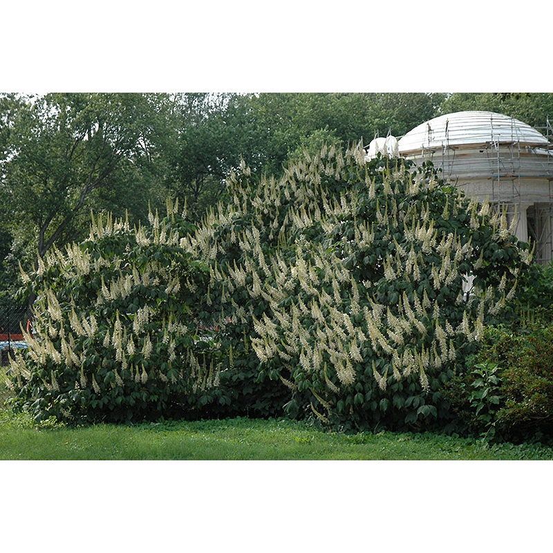 Buckeye-Bottlebrush 4’B