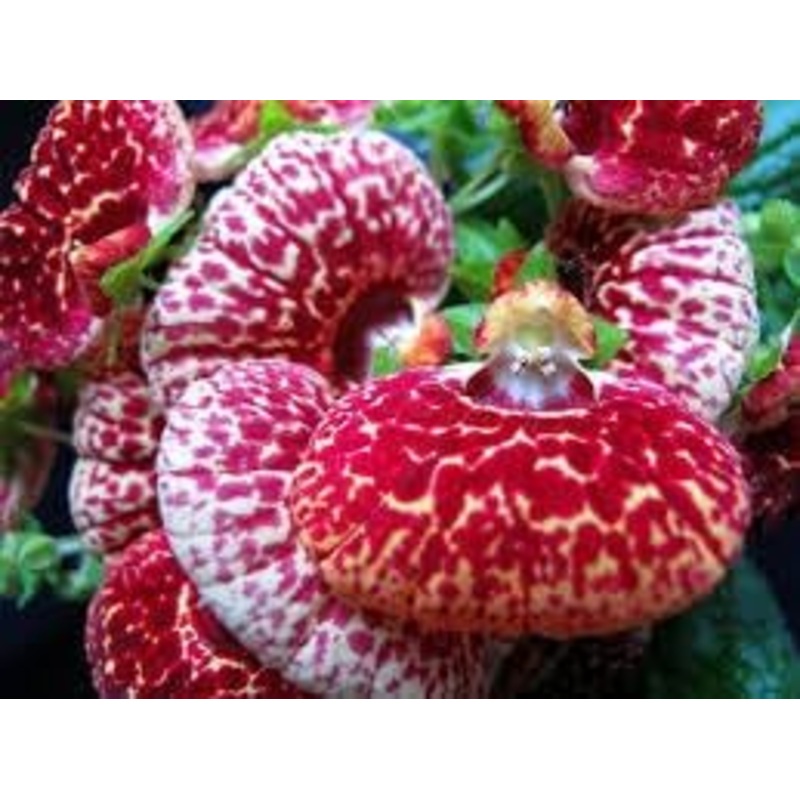 Calceolaria Flower Seeds  Heirloom Non-GMO Seeds for Bright and Decorative Garden Planting 100