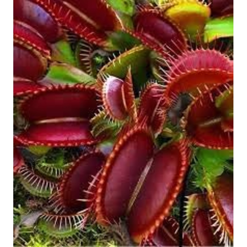 Catchfly Flower Seeds  Heirloom, Non-GMO Flower Seeds for Planting 100