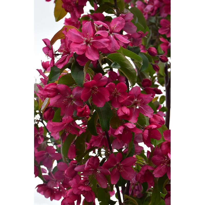 Crab-Red Barron 1.75″B