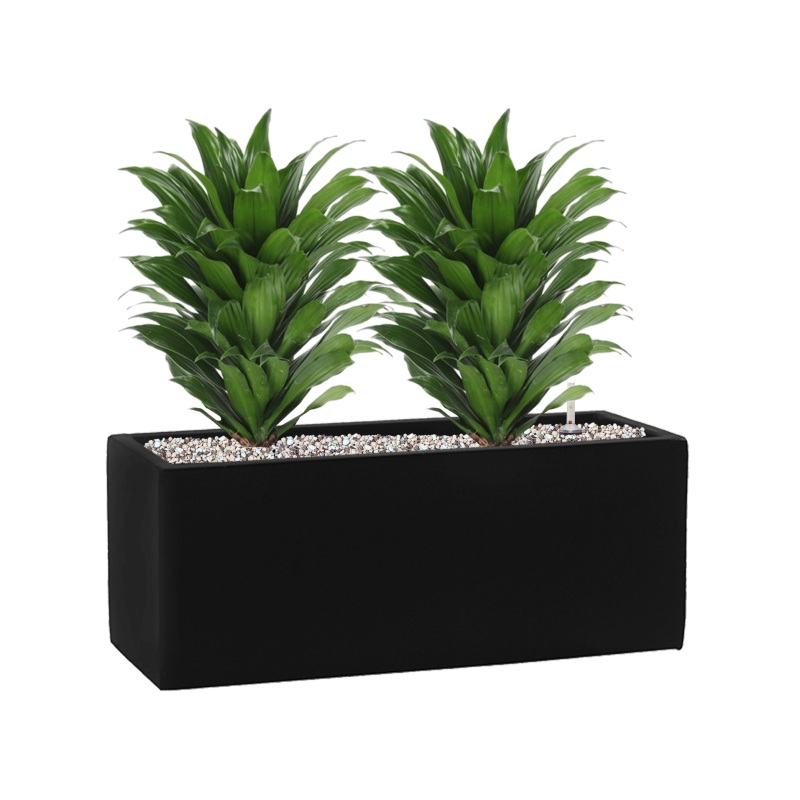 Dracaena fragrans ‘Compacta’ in Fiberstone Office Plant With Pot 41cm Height 18cm Dia