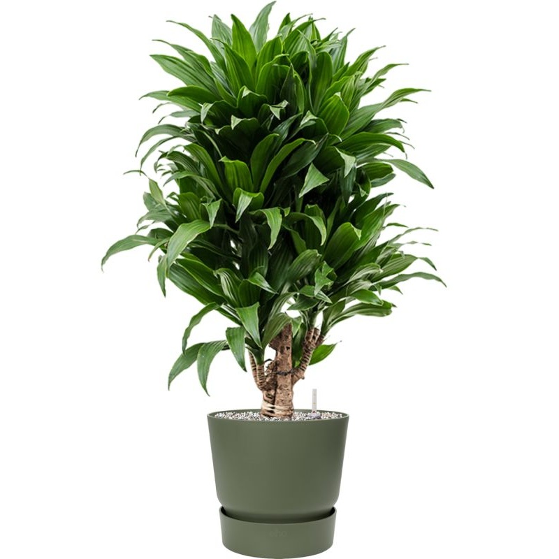 Dracaena fragrans ‘Compacta’ in Greenville Office Plant With Pot 85cm Height 24cm Dia