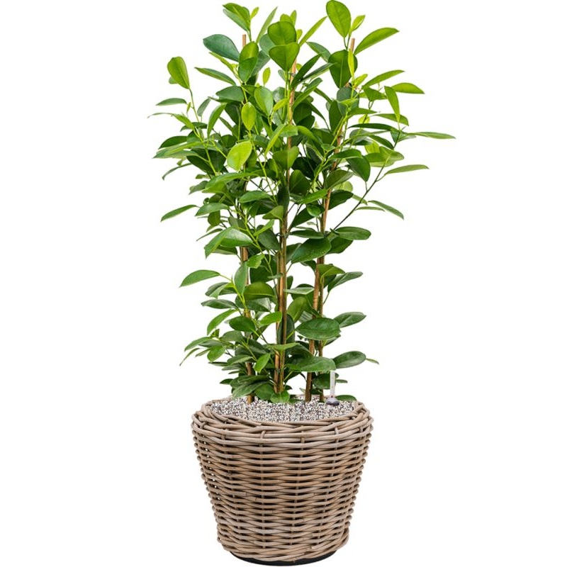 Ficus microcarpa ‘Moclame’ in Drypot Rattan Office Plant With Pot 91cm Height 28cm Dia
