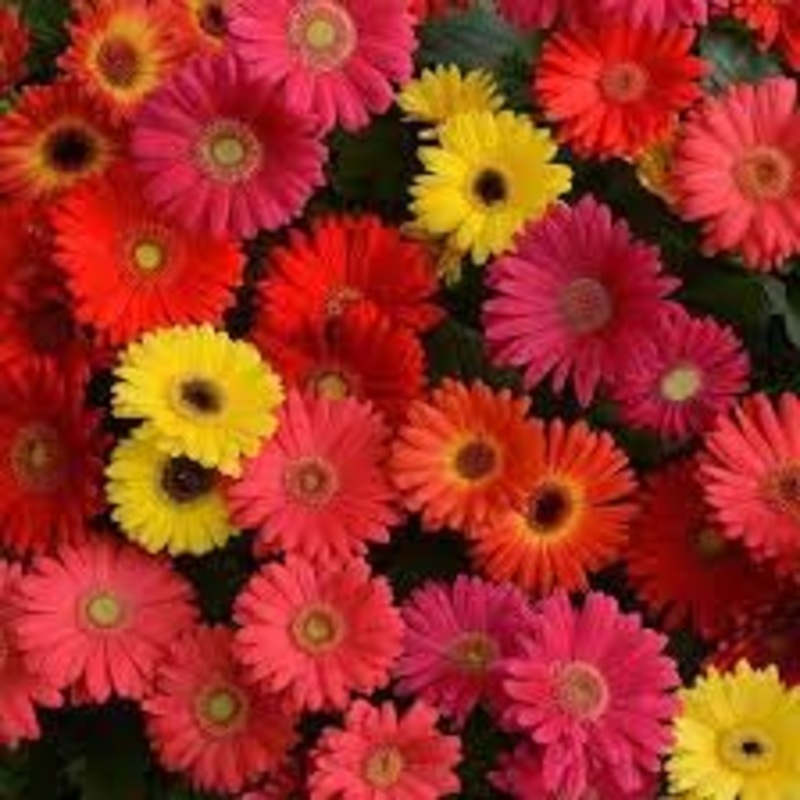 Gerbera Flower Seeds for Garden – NON GMO Seeds 100