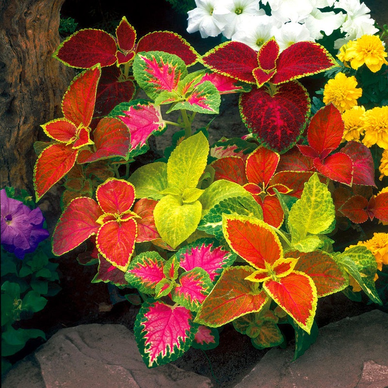 Heirloom Mixed Color Coleus Flower Seeds for Planting  Non-GMO, Vibrant Ornamental Foliage Variety 100