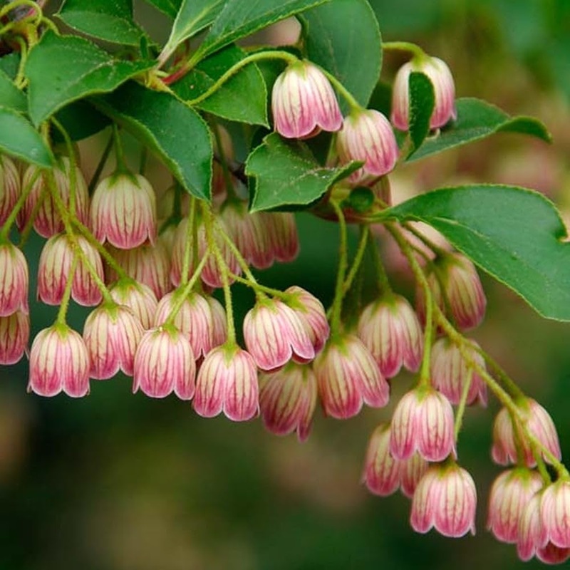 Heirloom Non-GMO Enkianthus Campanulatus Flower Seeds for Planting  Elegant Bell-Shaped Blooms for Ornamental Gardens 100