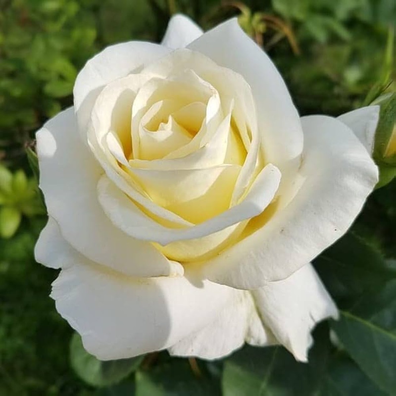 Heirloom Non-GMO White Rose Seeds for Garden Planting 100