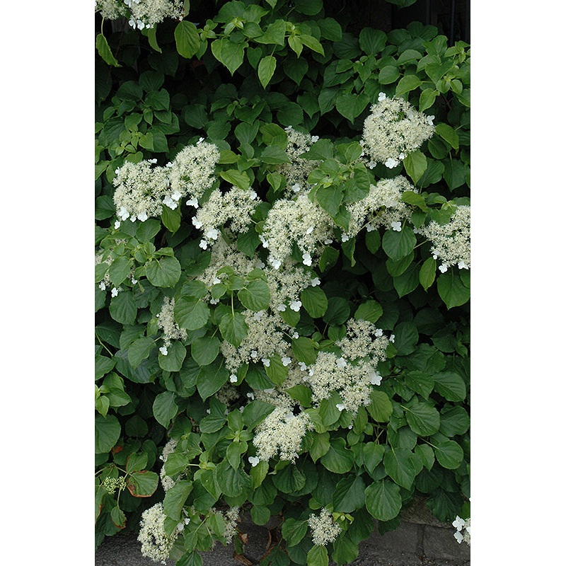 Hydrangea-Climbing 2C