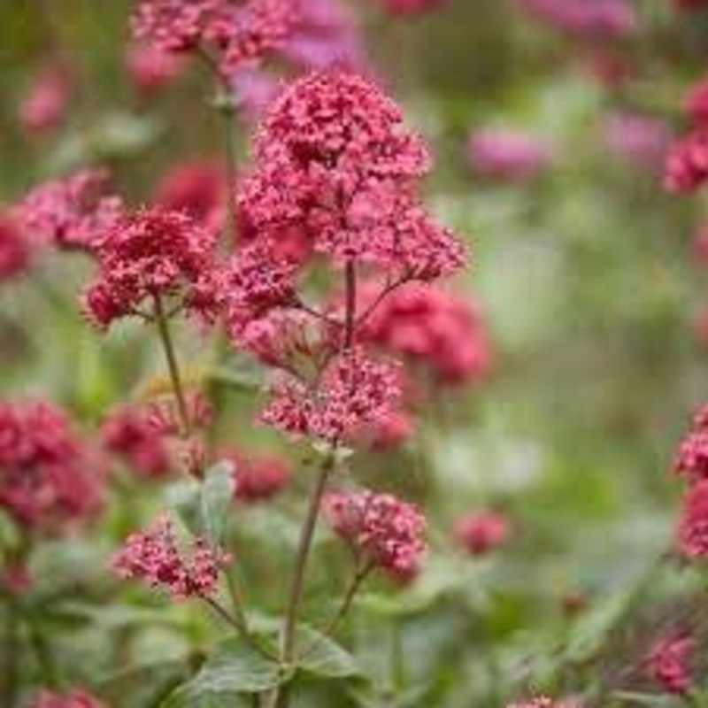 Organic Centranthus Ruber Flower Seeds for Planting  Heirloom, Non-GMO 100