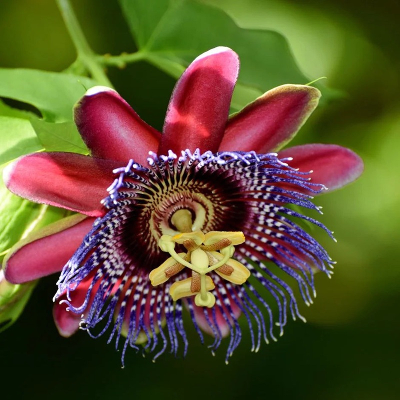 Passiflora Alata Flower Seeds for Planting- NON GMO Seeds 100