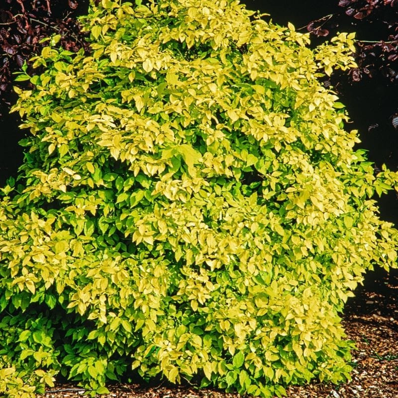 Philadelphus coronarius Aureus Shrub Plants 1 x 9cm Potted Plant