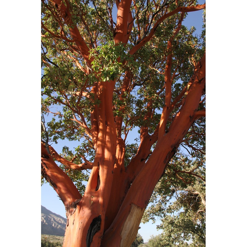 *RETAIL – Arbutus menziesii 5g/$65