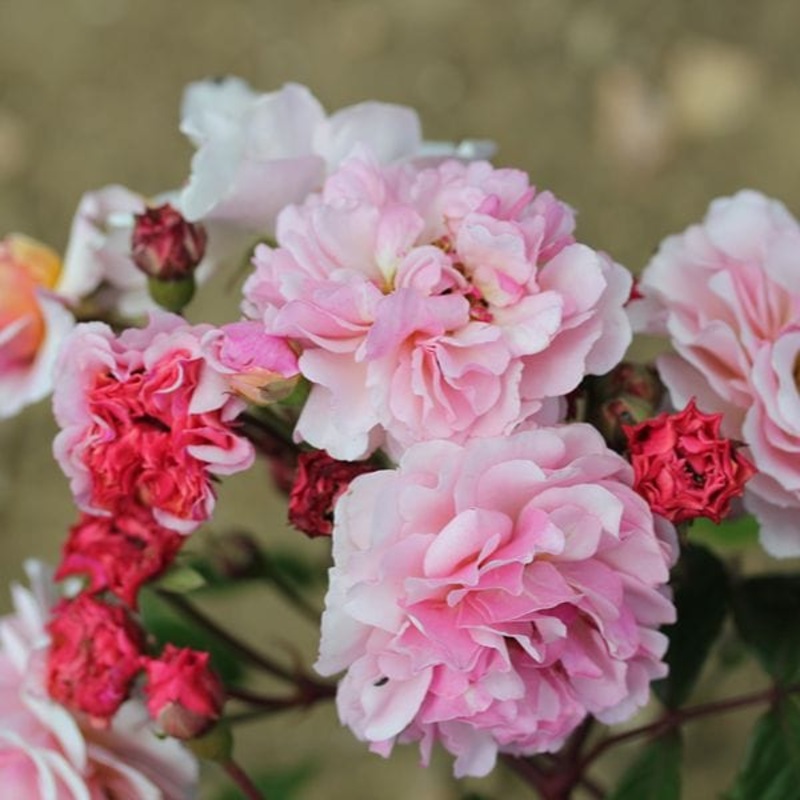 Rose Cornelia (Shrub) Plants – AGM 1 Bare Root Plant