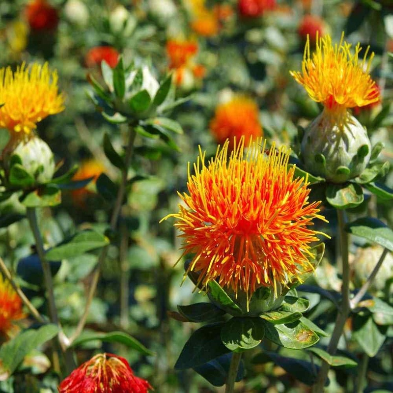 Safflower Flower Seeds  Heirloom, Non-GMO Flower Seeds for Planting 100