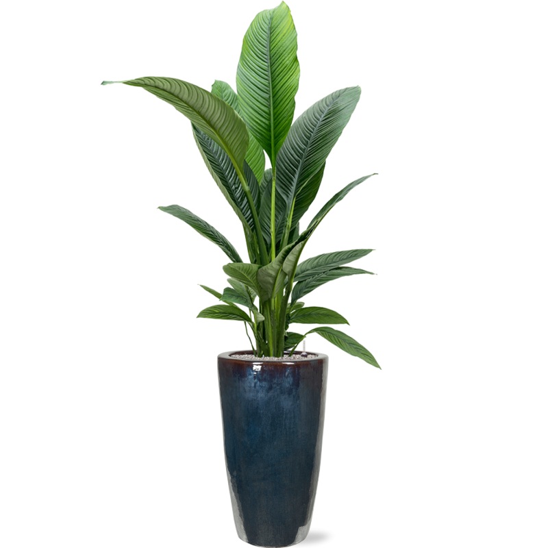 Spathiphyllum ‘Sensation’ in Plain Office Plant With Pot 194cm Height 27cm Dia