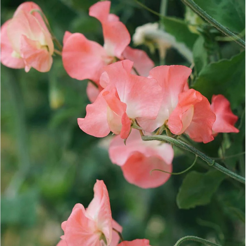 Sweet Pea Elegance Watermelon Flower Seeds for Planting  Heirloom Non-GMO Seeds Fragrant Blooms 100