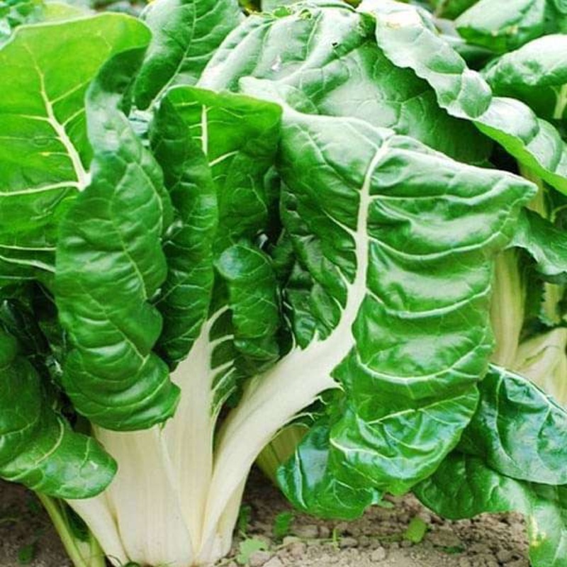 Swiss Chard – Vegetable Seeds