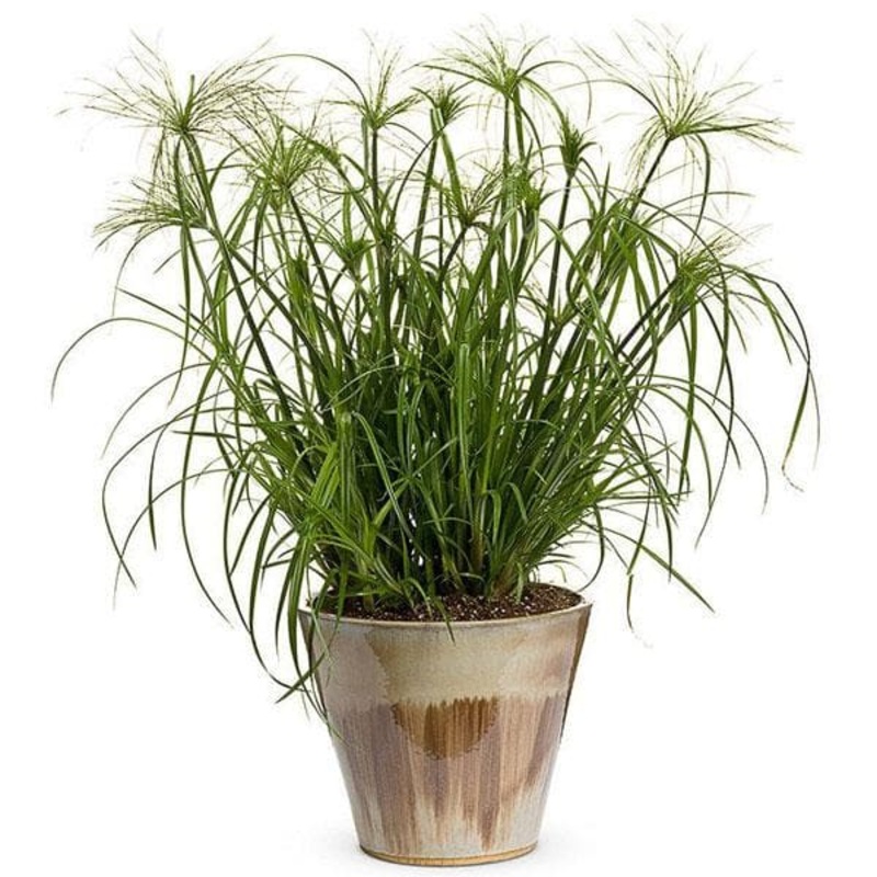 Umbrella Plant, Cyperus Papyrus – Plant