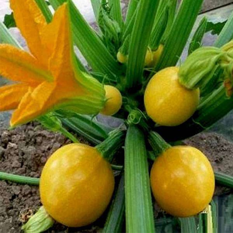 Zucchini Imported Round Yellow – Vegetable Seeds