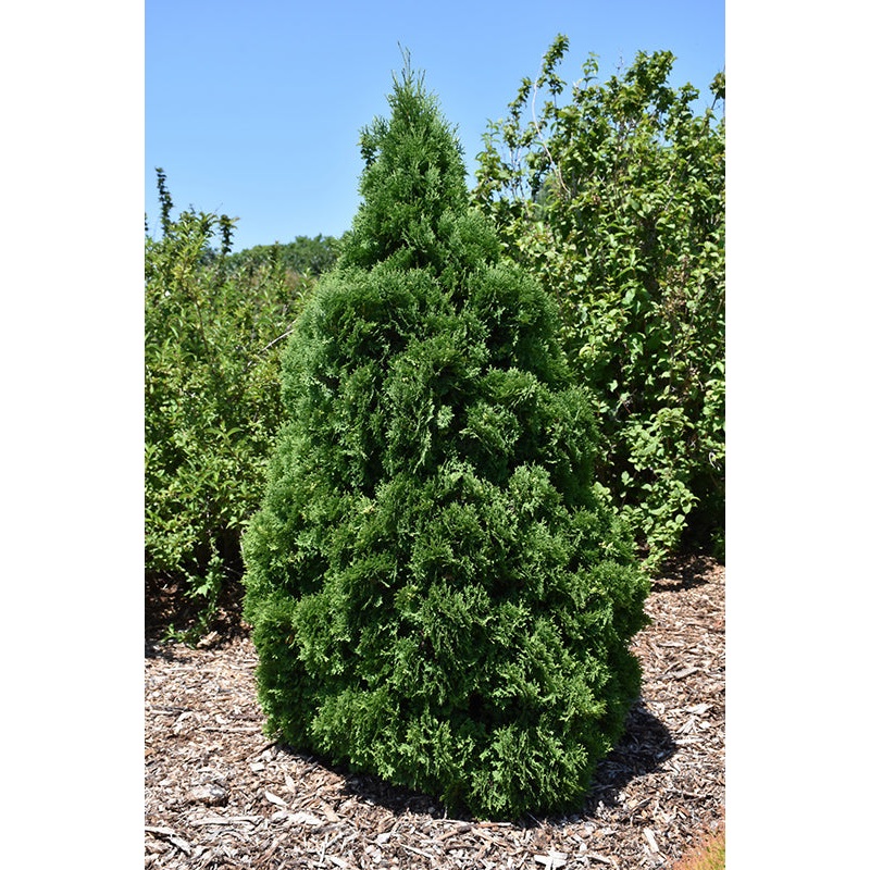 Arborvitae-Holmstrup 4′-5’B