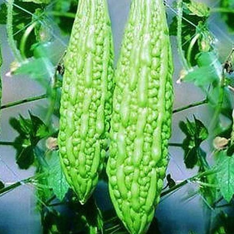 Bitter Gourd Jhalri Long – Desi Vegetable Seeds