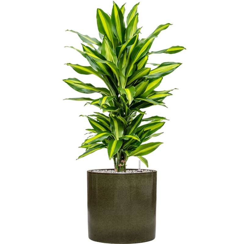 Dracaena fragrans ‘Cintho’ in Cylinder Office Plant With Pot 98cm Height 26cm Dia