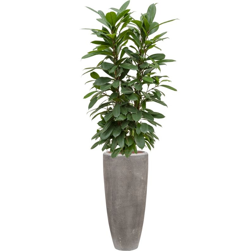 Ficus cyathistipula in Baq Polystone Plain Office Plant With Pot 174cm Height 24cm Dia