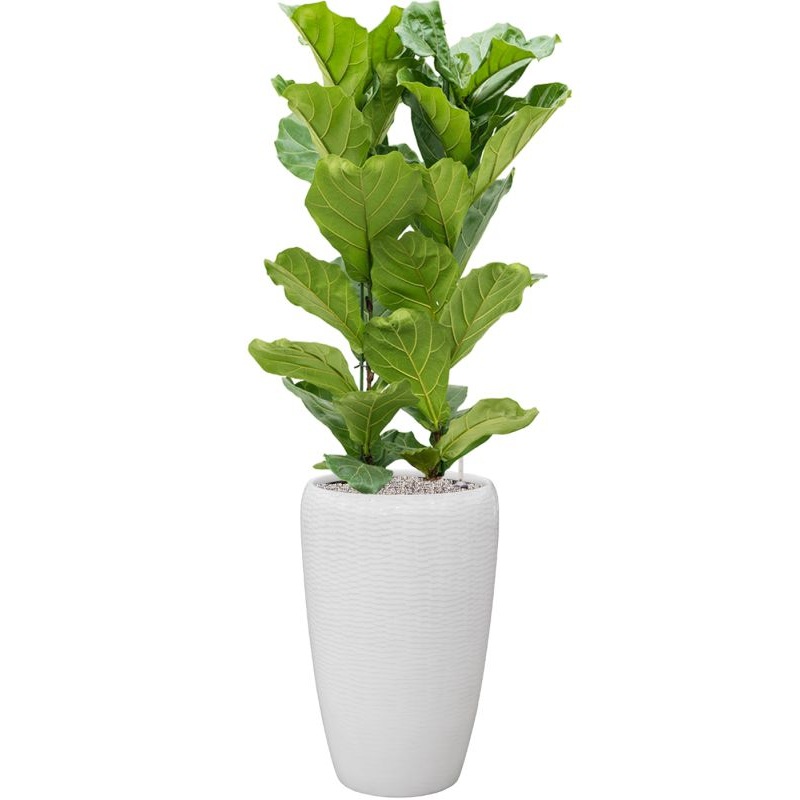 Ficus lyrata in Baq Vogue Amfi Office Plant With Pot 164cm Height 36cm Dia