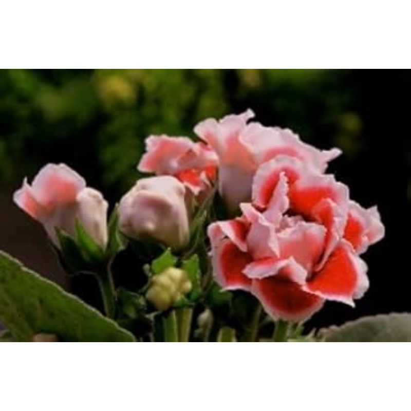 Gloxinia Flower Seeds White Orange for Planting – NON GMO Seeds 100