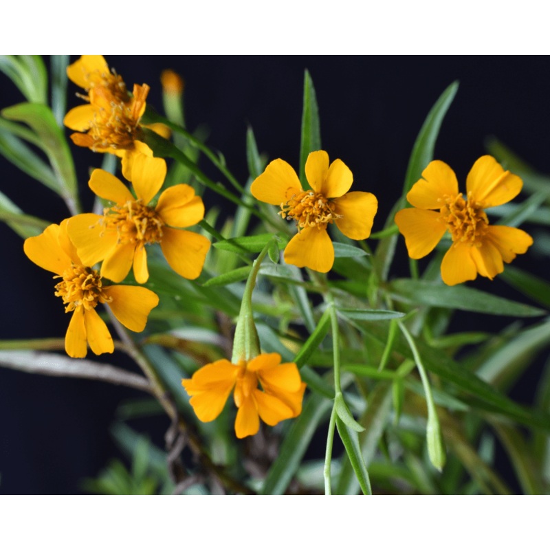 Heirloom Mint Marigold Flower Seeds, Non-GMO Fragrant Blooms for Herb and Garden Planting 100